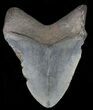 Fossil Megalodon Tooth - Georgia #65759-1